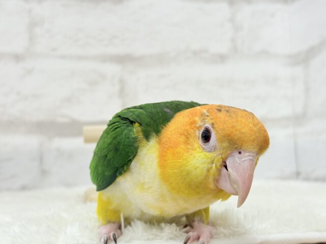 シロハラインコ