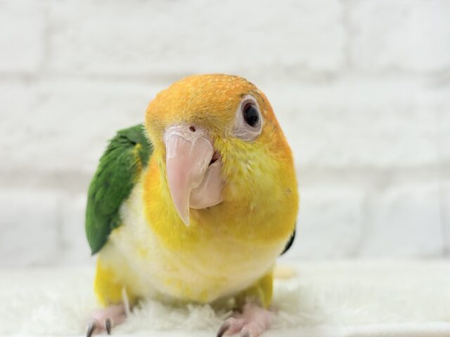 シロハラインコ