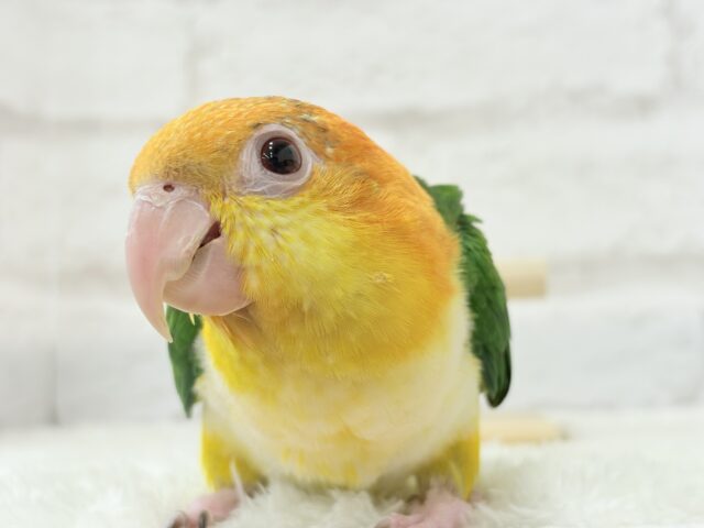 シロハラインコ