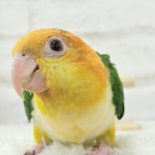 アピール女王🐥🍊🧡シロハラインコ(女の子)