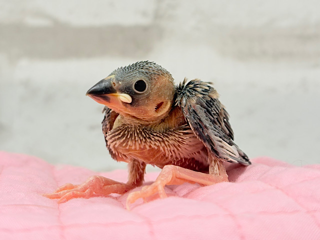 ぶんぶんっ🐣🌸桜文鳥 ヒナ