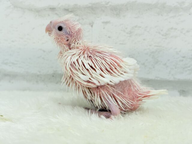 未来が楽しみ♬*°うぶうぶちゃん🐣💗オカメインコ(ピュアホワイト) ヒナ オカメインコ