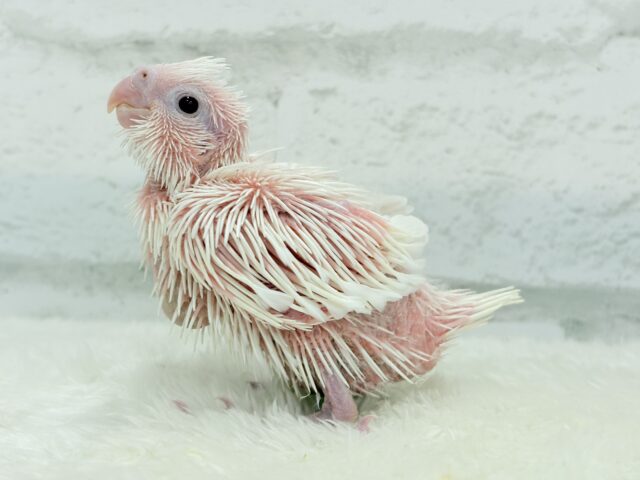 未来が楽しみ♬*°うぶうぶちゃん🐣💗オカメインコ(ピュアホワイト) ヒナ オカメインコ