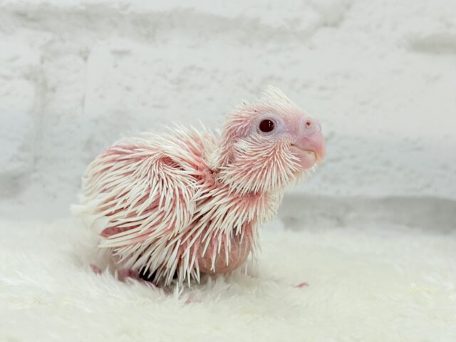 未来が楽しみ♬*°うぶうぶちゃん🐣💗オカメインコ(ピュアホワイト) ヒナ オカメインコ