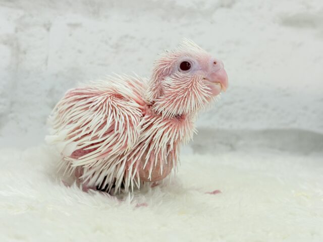 未来が楽しみ♬*°うぶうぶちゃん🐣💗オカメインコ(ピュアホワイト) ヒナ オカメインコ