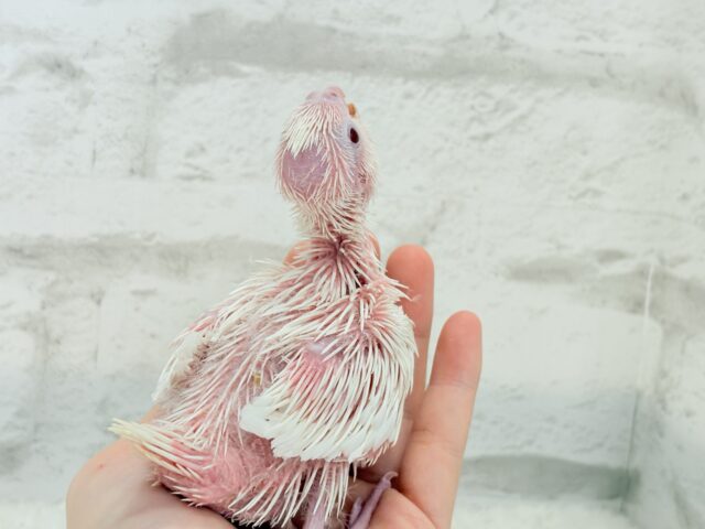 未来が楽しみ♬*°うぶうぶちゃん🐣💗オカメインコ(ピュアホワイト) ヒナ オカメインコ