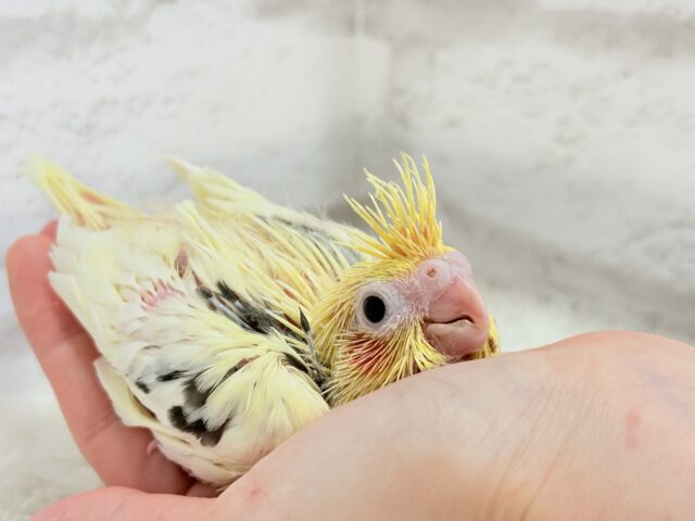 オカメインコ