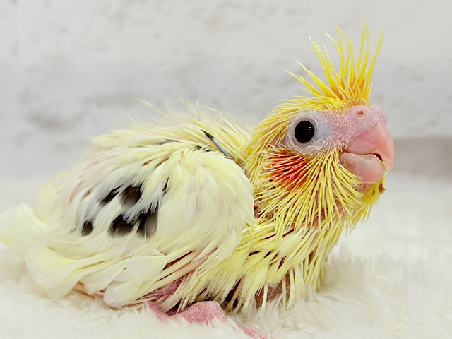 個性的な羽色🐣🪶✨オカメインコ(ヘビーパイド) ヒナ