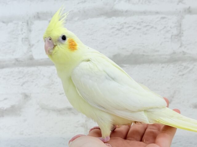 オカメインコ