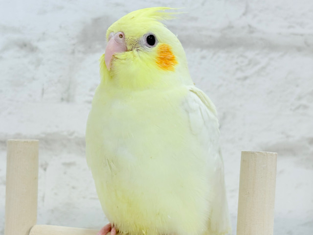 もこもこちゃん🐣💭オカメインコ(ルチノー) ヒナ