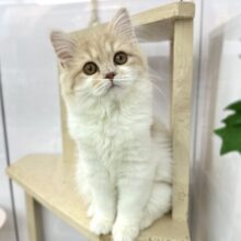 12/30最新🎥女子感あふれるスコティッシュちゃん🧡2025年9月7日生まれ　女の子