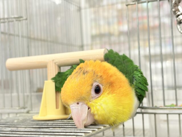 シロハラインコ