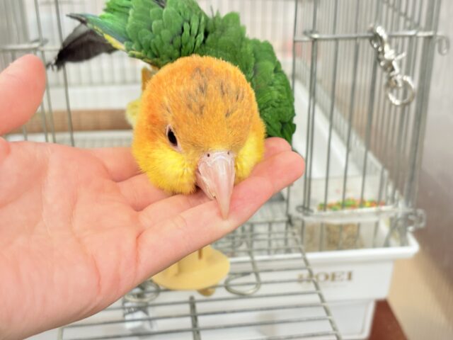 シロハラインコ