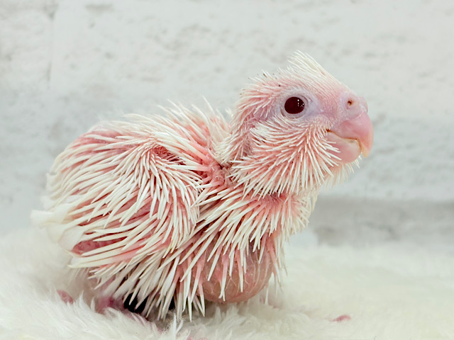 未来が楽しみ♬*°うぶうぶちゃん🐣💗オカメインコ(ピュアホワイト) ヒナ 未来が楽しみ♬*°うぶうぶちゃん🐣💗オカメインコ(ピュアホワイト) ヒナ