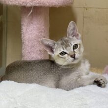 小さな妖精🧚‍♀️💫甘ったれなシンガプーラの男のコきました〜💫