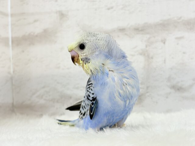 梵天セキセイインコ