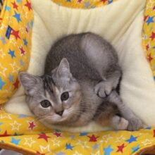 控えめな甘えん坊さん💗遊ぶとスイッチとまらないよぉ🎶 *スコティッシュフォールドの女のコきました🌟