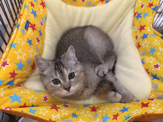 控えめな甘えん坊さん💗遊ぶとスイッチとまらないよぉ🎶 *スコティッシュフォールドの女のコきました🌟 控えめな甘えん坊さん💗遊ぶとスイッチとまらないよぉ🎶 *スコティッシュフォールドの女のコきました🌟