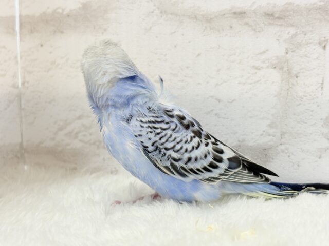 梵天セキセイインコ