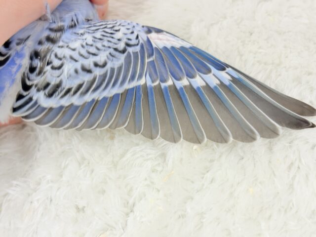 梵天セキセイインコ