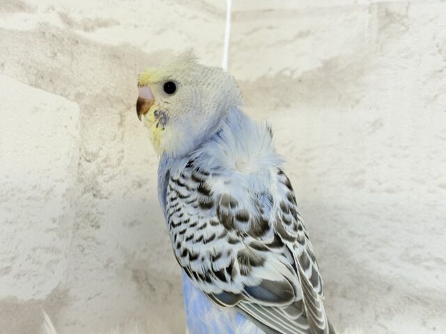 梵天セキセイインコ