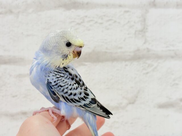 梵天セキセイインコ