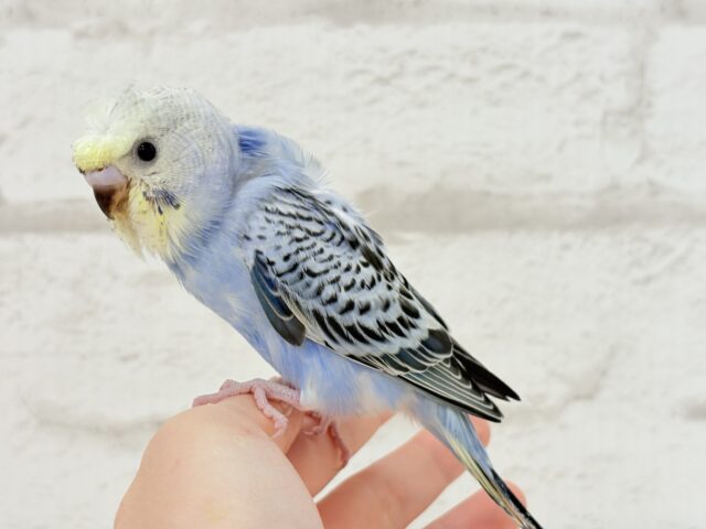 梵天セキセイインコ