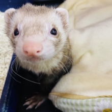 最新画像有ります🌟爆睡❤️マーシャルフェレットさん🍖