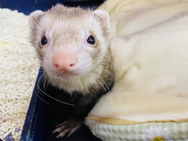 最新画像有ります🌟爆睡❤️マーシャルフェレットさん🍖