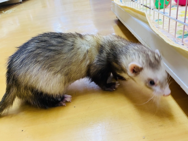 フェレット