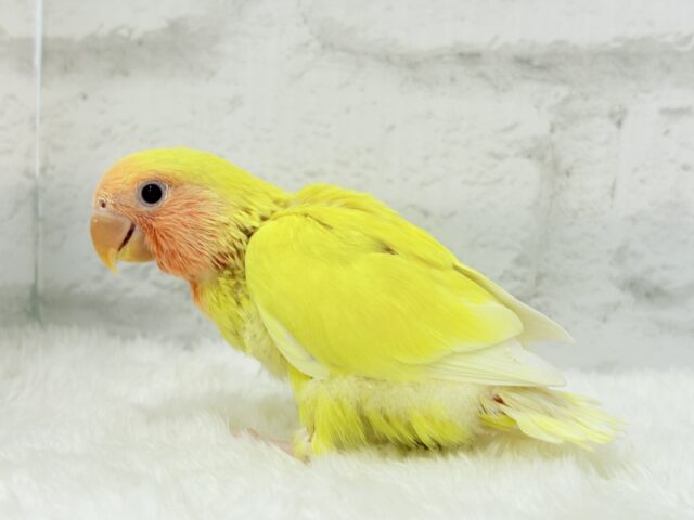 コザクラインコ（小桜インコ）