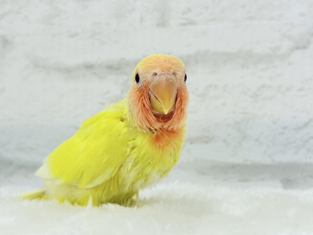 コザクラインコ（小桜インコ）