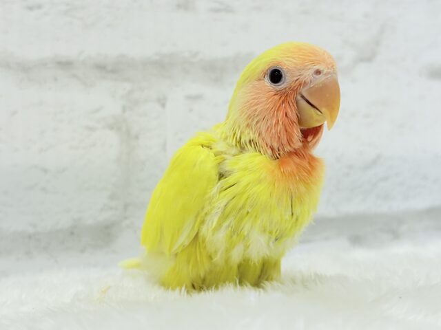 コザクラインコ（小桜インコ）