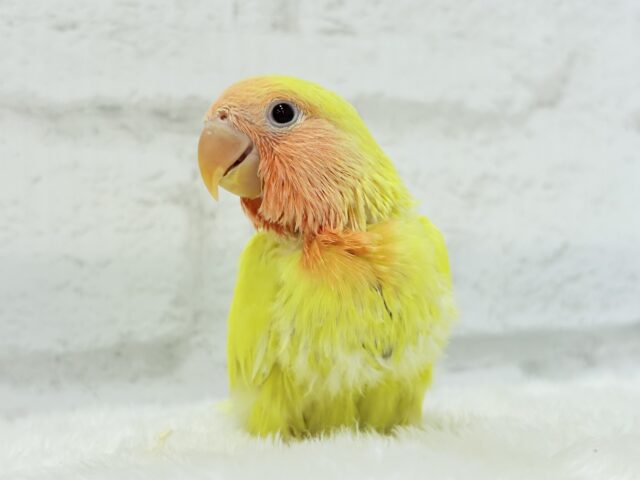 コザクラインコ（小桜インコ）
