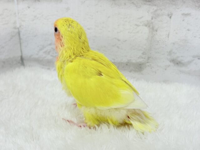 コザクラインコ（小桜インコ）