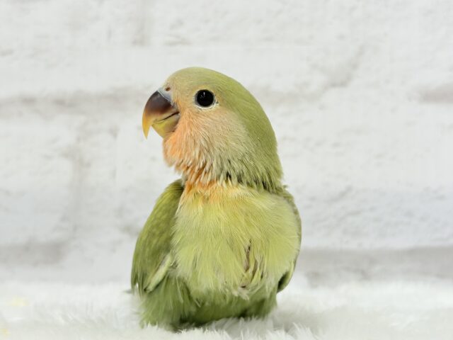 コザクラインコ（小桜インコ）