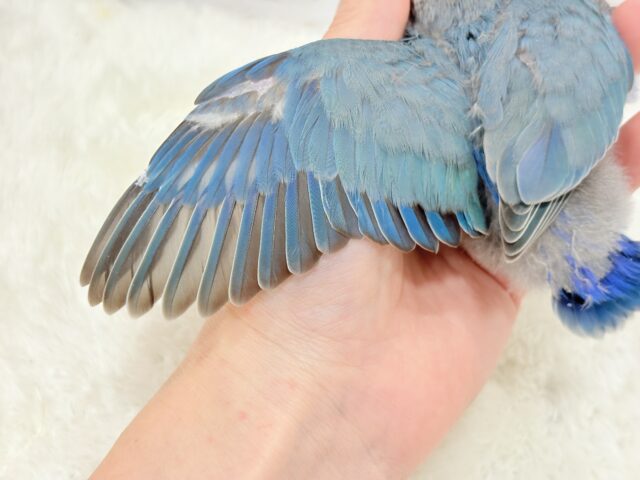 コザクラインコ（小桜インコ）