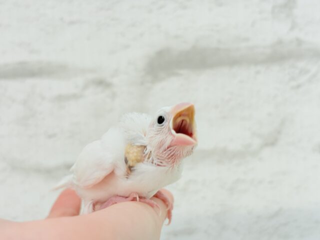 【最新画像更新🪄】ぽけぽけ〜っと( ´-` ).。oO白文鳥 ヒナ 白文鳥