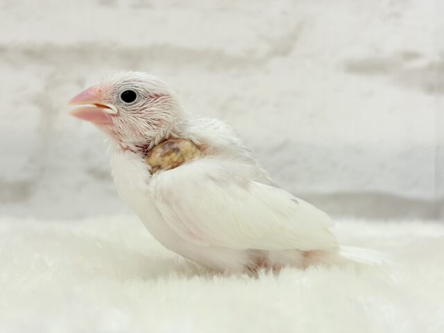 【最新画像更新🪄】ぽけぽけ〜っと( ´-` ).。oO白文鳥 ヒナ 白文鳥