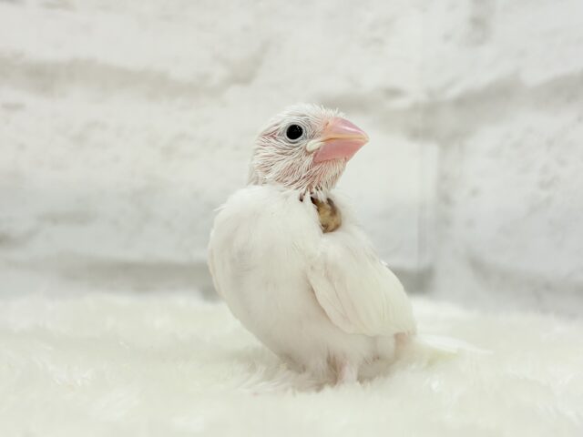 【最新画像更新🪄】ぽけぽけ〜っと( ´-` ).。oO白文鳥 ヒナ 白文鳥