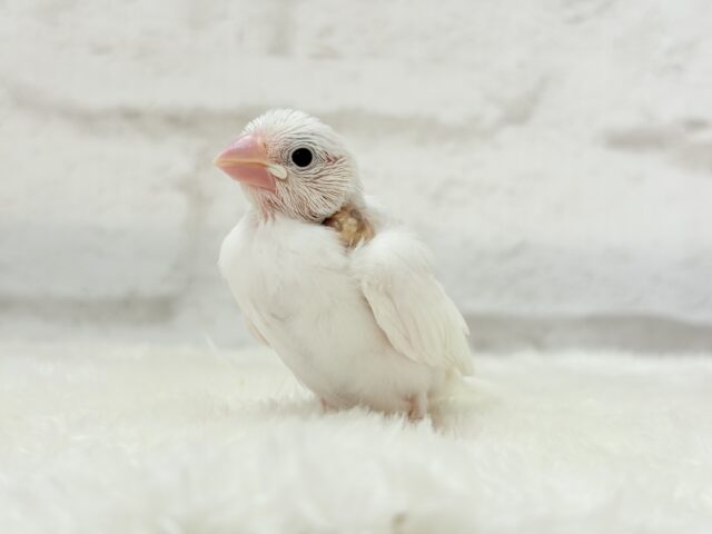 最新画像更新🪄】ぽけぽけ〜っと( ´-` ).｡oO白文鳥 ヒナ