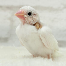 【最新画像更新🪄】ぽけぽけ〜っと( ´-` ).｡oO白文鳥 ヒナ