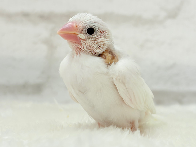 【最新画像更新🪄】ぽけぽけ〜っと( ´-` ).。oO白文鳥 ヒナ 【最新画像更新🪄】ぽけぽけ〜っと( ´-` ).。oO白文鳥 ヒナ