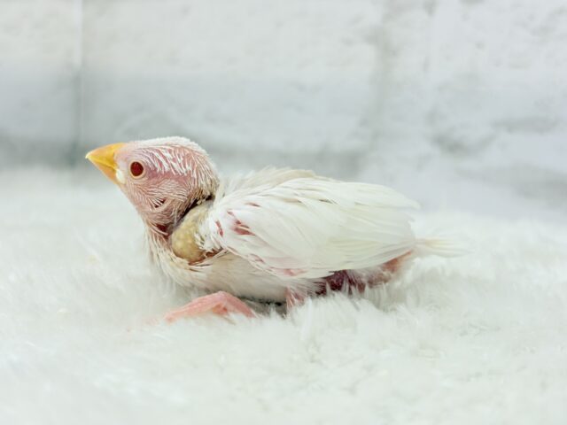 アルビノ文鳥