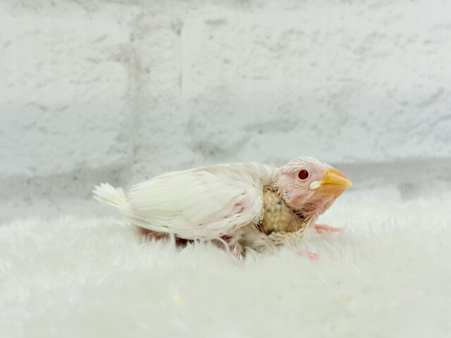 アルビノ文鳥