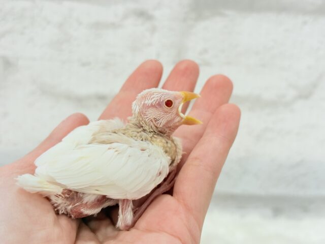 アルビノ文鳥