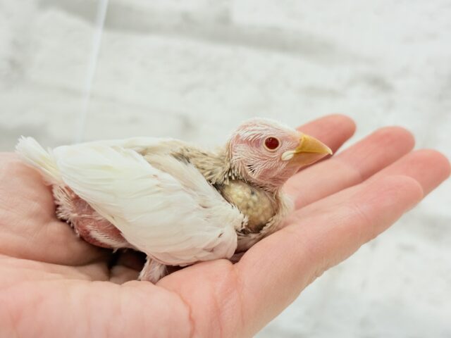 アルビノ文鳥