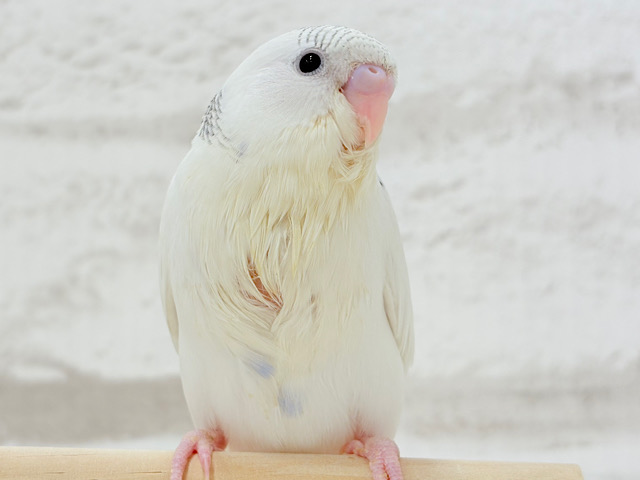 真っ白ふわもち☁️綿菓子ちゃん🐥🍬セキセイインコ(パイド)
