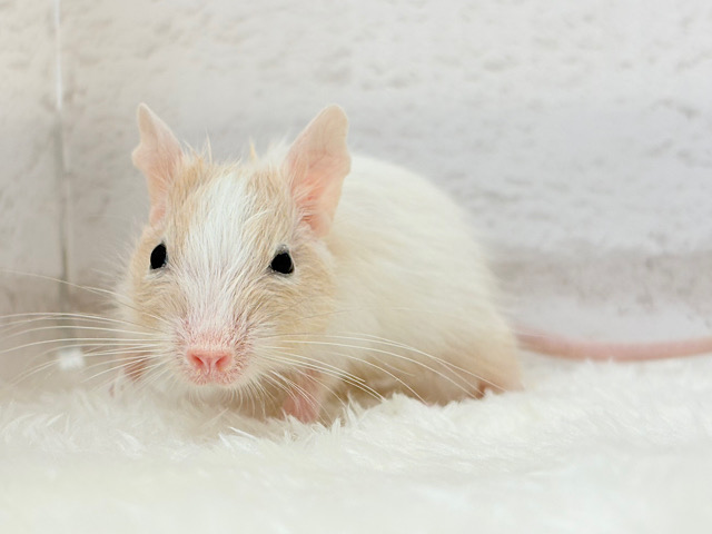 癒し系担当です♡デグー(サンドパイド) 男の子