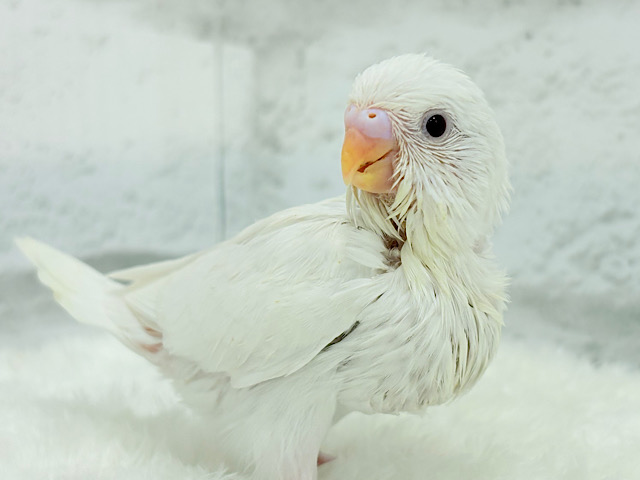 【最新画像更新🪄】キラッキラおめめ♡セキセイインコ(アルビノ) ヒナ